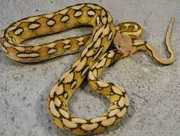 Check spelling or type a new query. Baby Platinum Tiger Reticulated Pythons For Sale