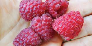 Use them in commercial designs under lifetime, perpetual & worldwide rights. Bramble On The Ins And Outs Of Growing Raspberries Chelsea Green Publishing