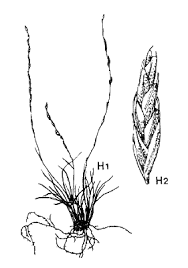 Image result for Tripogon