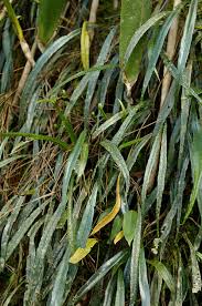 Image result for Elaphoglossum kivuense