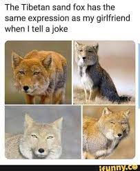 The Tibetan Sand Fox Has The Same Expression As My Girlfriend When Itell A Joke Ifunny Fox Memes Funny Animal Memes Animal Memes