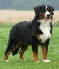 Cute Dogs 