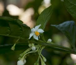 Image result for Solanum litoraneum