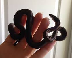 The Clockwork Serpent Fimbry Calling Her Rotem For She Is An Angry White Lips Hognose Snake Snake