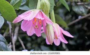 Image result for Passiflora mollissima