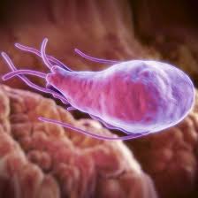 We did not find results for: Parasites See What S Eating Your Skin