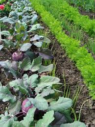 Fruchtfolge Und Mischkultur Im Garten Garten Garten Pflanzen Garten Bepflanzen