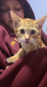 Lost Kitten at School Park Needs a Home