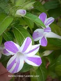 Image result for Barleria cristata