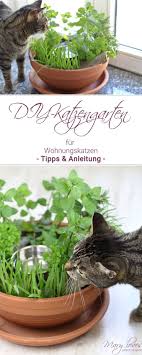 Diy Katzengarten Fur Wohnungskatzen Selber Machen Mary Loves Katzengarten Wohnungskatzen Katzen