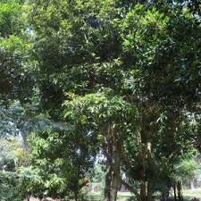 Image result for Psydrax richardsiae