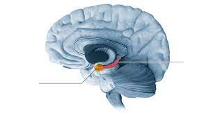 Nov 29, 2016 · there might be a way to unlock our forgotten childhood memories. Unlocking Secrets Of Memory And Time In The Brain Wsj