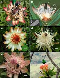 Image result for Uvaria welwitschii