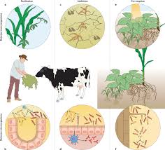 Maybe you would like to learn more about one of these? Priority Effects In Microbiome Assembly Nature Reviews Microbiology