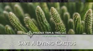 How do you water a cactus? How To Save A Dying Cactus Revive Dead Cactus