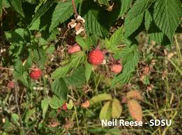 Image result for Rubus iringanus