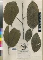 Image result for Klainedoxa