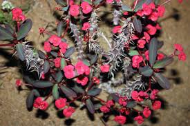 This sprawling succulent is native to madagascar and does well in the tropics. Euphorbia A Dangerous Ally Tastylandscapetastylandscape