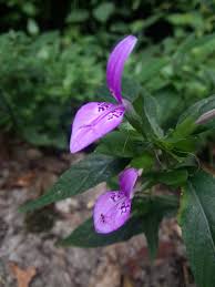 Image result for Dicliptera hensii