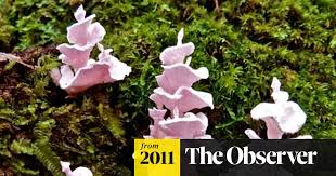 Image result for Tephrosia miranda