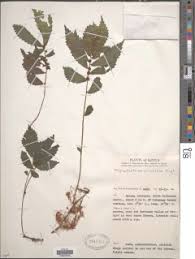 Image result for Elatostema monticola