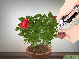 Check spelling or type a new query. How To Grow Miniature Roses With Pictures Wikihow