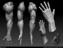 Pin On Body Anatomy