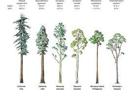 Hyperion is estimated to be about 600 years old, which is relatively young in sequoia years. Image Result For Hyperion Tree Tall Trees Giant Tree Growing Tree