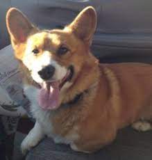 Check spelling or type a new query. 95 Dogs That Need A Home Ideas Dogs Adoption Corgi