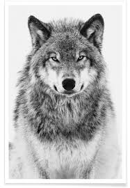 Download in under 30 seconds. The Wolf Poster Juniqe