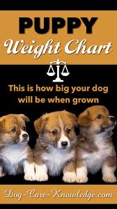 puppy weight chart this is how big your dog will be