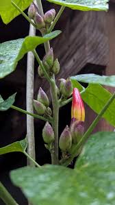 Image result for Stictocardia beraviensis