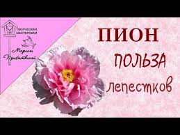 как приготовить настойку из цветков пиона в домашних условиях Polza I Primenenie Lepestkov Piona Chaj Maslo Otvar Nastojka Youtube