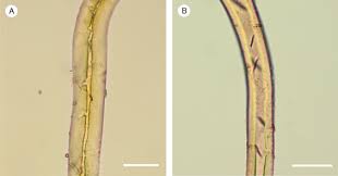 Image result for Tridactyle anthomaniaca