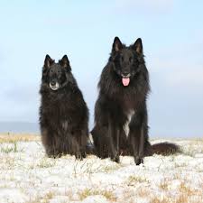 Mein onkel hatte früher zwei deutsche schäfehündinnen (assi und anka), da er ein tierliebhaber war. Groenendael Der Schwarze Belgische Schaferhund Mydog365 Magazin