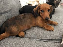 Playful funny cat on white background. Shaded Red Miniature Long Haired Dachshund Boy In Dogsandpuppies Co Uk