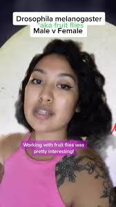 How to Tell What Gender A Fly Is