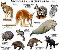 Image Result For Animals And Wildlife Chart Madagascar