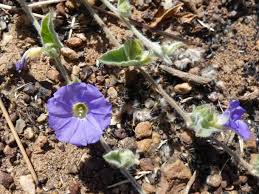 Image result for Bonamia spectabilis