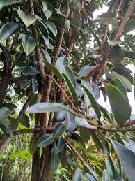 Image result for Grewia mildbraedii