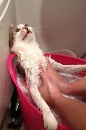 Cat food bath creature that many cat owners are hearing about these days is referred to as the koi pond cat food. 29 Best Cat Bath Ideas Cat Bath Pets Cats