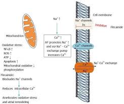 Image result for Flecainide