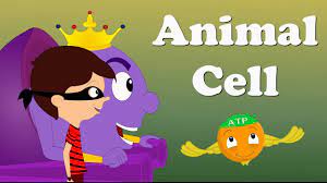 Learn 5th grade terms and definitions science animal cells with free interactive flashcards. Animal Cell Aumsum Kids Science Education Children Youtube