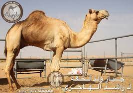 لما فرغ خالد بن الوليد من اليمامة بعث إليه الصديق أن يسير إلى العراق وأن يبدأ بفرج الهند، وهي الأبلة، ويأتي العراق من أعاليها وأن يتألف الناس ويدعوهم إلى الله عز وجل فإن أجابوا وإلا أخذ منهم الجزية، فإن امتنعوا عن ذلك. Ø±Ø§Ø¹ÙŠ ØµØ¯Ø§Ù…Ù‡ Ø¬Ø¨Ø§Ø± ÙˆÙ„Ø¯ Ù„Ø­Ù‚Ø© Ø¨Ø¹ÙŠØ± Ø±Ø§Ø´Ø¯ Ø§Ù„Ù‡Ø§Ø¬Ø±ÙŠ Ø§Ù„Ø§Ø¨ Facebook