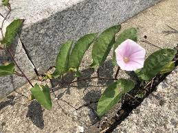 Image result for Convolvulus goyderi