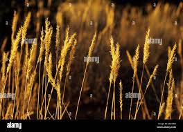 Image result for Centropodia