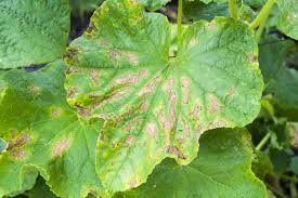 Cucumber, cucumis sativus, is a warm season, vining, annual plant in the family cucurbitaceae the cucumber plant produces yellow flowers that are 4 cm (1.6 in) in diameter. Why Are My Cucumber Leaves Turning Yellow Cause And Prevention