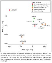 Image result for Melhania acuminata