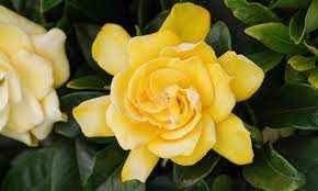 Gardenia Jasminoides Golden Magic Cape Jasmine Golden Magic Golden Magic Cape Jasmine Cape Jessamine Golden Magic Hardy Gardenia Plant Flowers Silver Plant