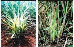 Fever and stomach pain occur often. Sugarcane Diseases And Symptoms Vikaspedia